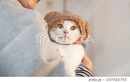 かぶり物を付けた猫　茶トラ白 107888793