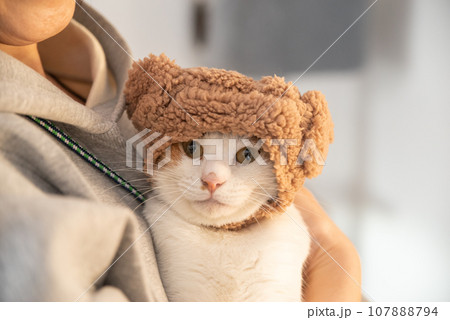 かぶり物を付けた猫 茶トラ白 かぶり物を付けた猫 茶トラ白 107888794