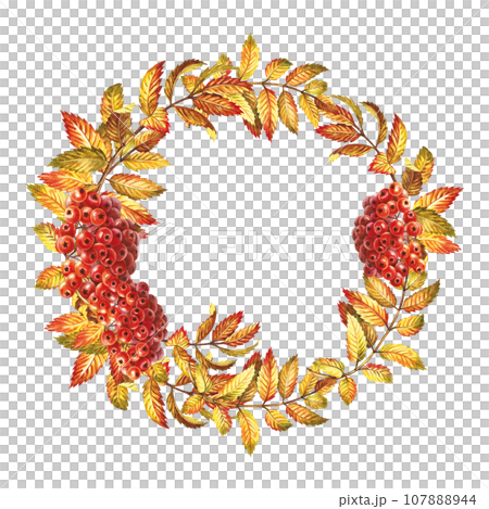 A wreath of autumn mountain ash. The watercolor is hand-drawn. Artistic, color, colorized illustration. Isolate. For labels, packages. For example, printed products. For postcards, posters and banners 107888944