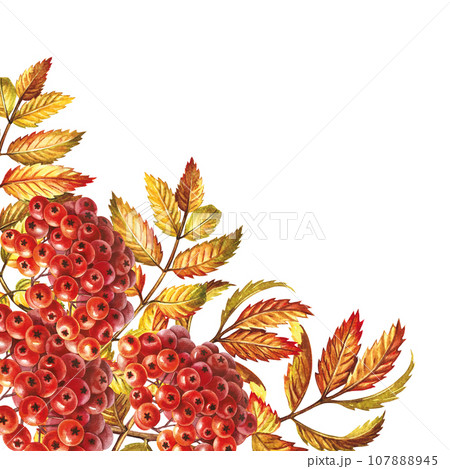 Autumn mountain ash. Corner frame. The watercolor is hand-drawn. Artistic, color, colorized illustration. Isolate. For labels, packages. For example, printed products. For postcard, poster and banner 107888945