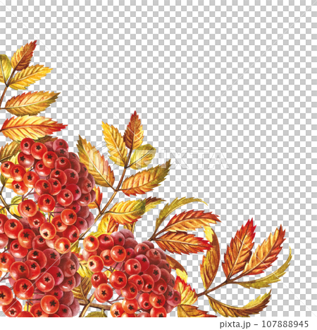 Autumn mountain ash. Corner frame. The watercolor is hand-drawn. Artistic, color, colorized illustration. Isolate. For labels, packages. For example, printed products. For postcard, poster and banner 107888945