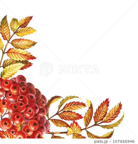 Autumn mountain ash. Corner frame. The watercolor is hand-drawn. Artistic, color, colorized illustration. Isolate. For labels, packages. For example, printed products. For postcard, poster and banner 107888946