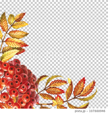 Autumn mountain ash. Corner frame. The watercolor is hand-drawn. Artistic, color, colorized illustration. Isolate. For labels, packages. For example, printed products. For postcard, poster and banner 107888946
