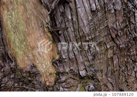 杉の木の表面 107889120