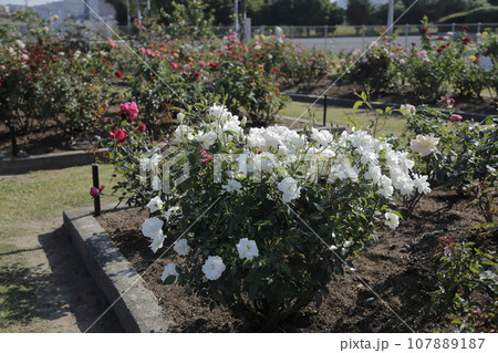 荒尾市　おもやい市民花壇　バラの花、 107889187