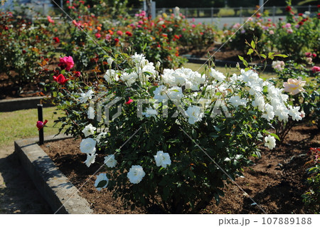 荒尾市　おもやい市民花壇　バラの花、 107889188