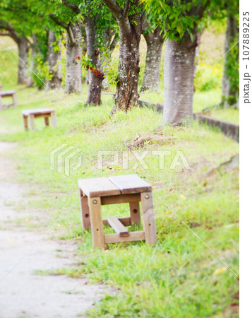 木漏れ日と素朴なベンチ　自然風景 107889225