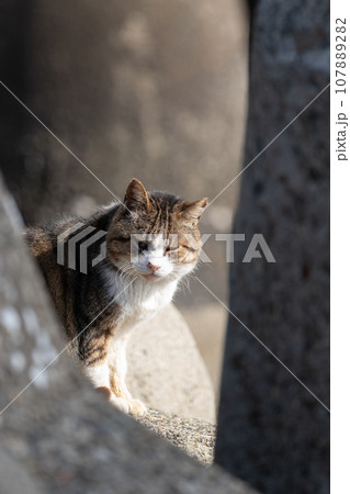 見つめる猫　キジトラ猫 107889282
