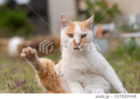 毛繕いする猫 茶白猫 毛繕いする猫 茶白猫 107889346