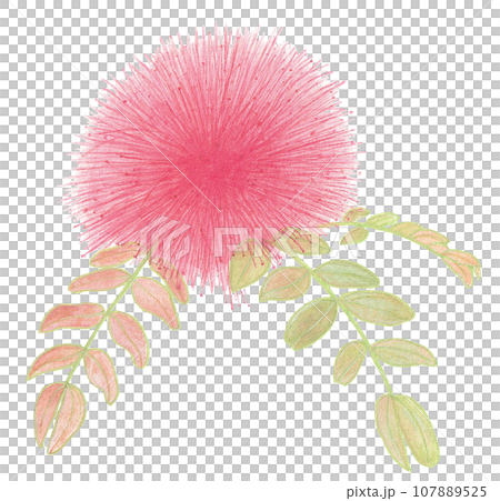 像煙火一樣的花的插圖 像煙火一樣的花的插圖 107889525