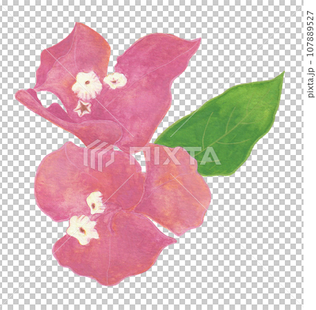 粉紅色維根維爾的插圖 107889527