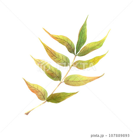 Autumn leaf. Watercolor illustration isolated on white 107889893