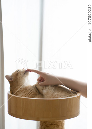 cat care concept with gold british cat during play with owner finger 107890289