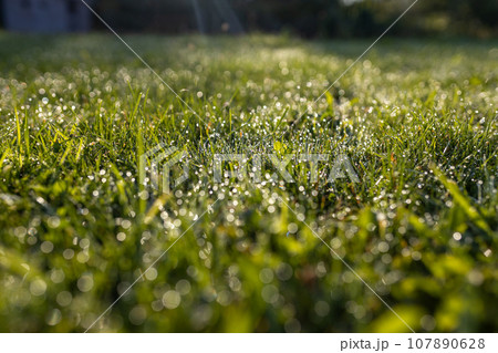 Dew drops on fresh spring grass on a morning, banner with copy space. High quality photo 107890628
