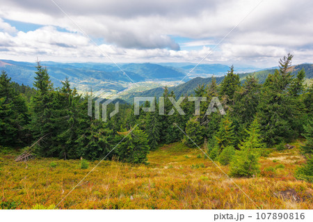 mountainous landscape in autumn. spruce trees on the grassy hills. beautiful outdoor scenery of carpathian countryside mountainous landscape in autumn. spruce trees on the grassy hills. beautiful outdoor scenery of carpathian countryside 107890816