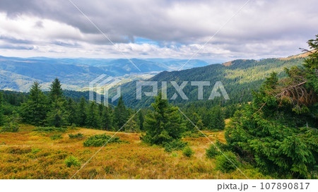 grassy meadow with forested hills. beautiful carpathian mountain landscape on a sunny day in autumn. distant ridge beneath a sky with clouds grassy meadow with forested hills. beautiful carpathian mountain landscape on a sunny day in autumn. distant ridge beneath a sky with clouds 107890817