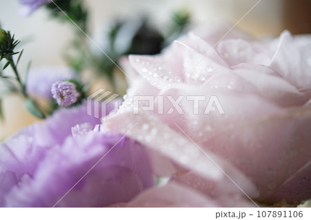 紫とピンクの花びら 紫とピンクの花びら 107891106