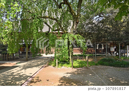 茂林寺 曹洞宗　分福茶釜の寺　群馬県館林市 107891817