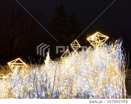 光の草原 107892569