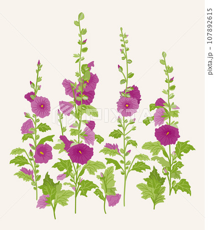 Mallow. Vector floral isolated illustration. 107892615