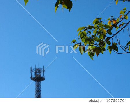 秋の日差しを浴びたエノキ(実をつけた榎と青空と電波塔) 秋の日差しを浴びたエノキ(実をつけた榎と青空と電波塔) 107892704