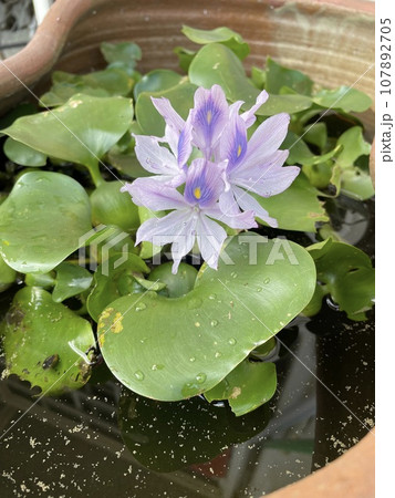 水に浮かぶ花 水に浮かぶ花 107892705