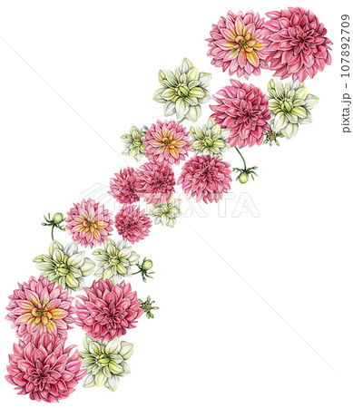 Watercolor dahlia flowers composition. Hand drawn illustration of a blooming flower garden. Design for baby shower party, birthday, cake, holiday celebration design, posters,greetings card,invitation. Watercolor dahlia flowers composition. Hand drawn illustration of a blooming flower garden. Design for baby shower party, birthday, cake, holiday celebration design, posters,greetings card,invitation. 107892709