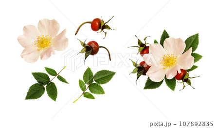 Wild rose flower and red berries in a floral arrangement and set of elements with rosettes, berries and leaves isolated Wild rose flower and red berries in a floral arrangement and set of elements with rosettes, berries and leaves isolated 107892835
