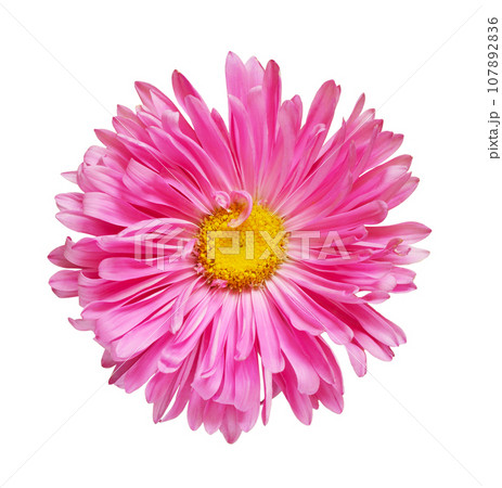 Pink aster flower isolated Pink aster flower isolated 107892836