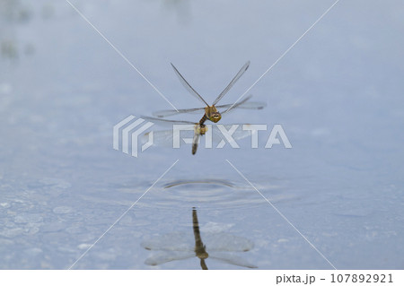 アキアカネ 107892921