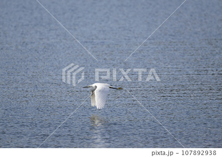 コサギ 107892938