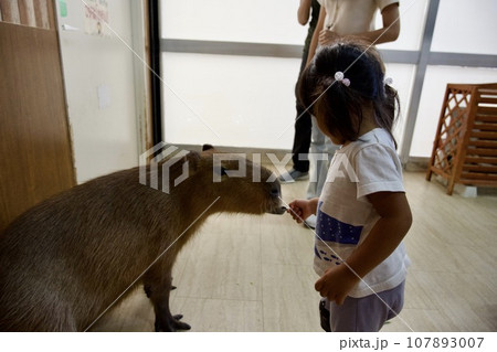 カピバラに餌をあげる幼児のイメージ カピバラに餌をあげる幼児のイメージ 107893007