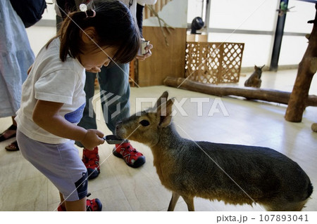 マーラに餌をあげる幼児のイメージ 107893041
