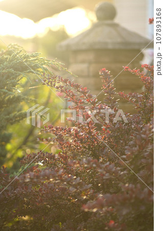 Cultivated ornamental plants in the morning in the garden in the sunlight 107893168