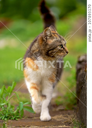 domestic cat walks in the garden. A tricolor cat walks in a greenhouse domestic cat walks in the garden. A tricolor cat walks in a greenhouse 107893170