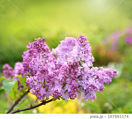 Floral background natural spring. Blossoming lilac flower bud. spring time color. Beautiful purple petal plant. Botanical flora Aesthetic mood Summer garden Pink liliac Floral background natural spring. Blossoming lilac flower bud. spring time color. Beautiful purple petal plant. Botanical flora Aesthetic mood Summer garden Pink liliac 107893174
