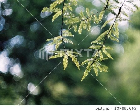 キラキラした日差しと新緑 107893665