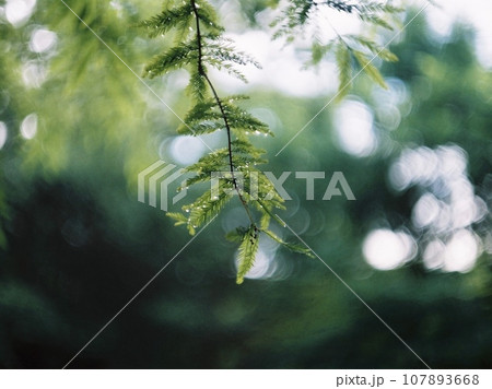 木漏れ日に照らされる葉 木漏れ日に照らされる葉 107893668