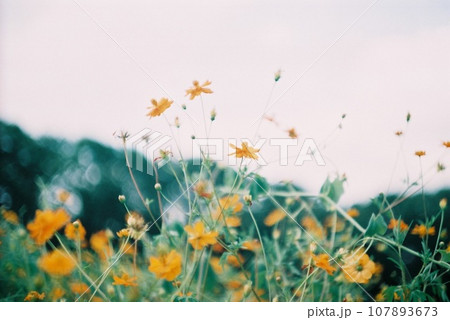 風に揺れるキバナコスモス 107893673