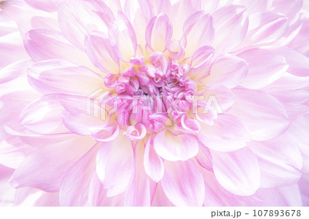 華やかに咲くダリア 華やかに咲くダリア 107893678