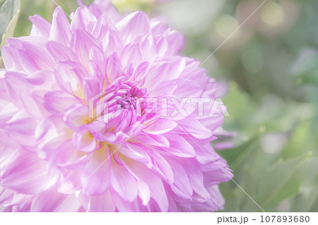華やかに咲くダリア 華やかに咲くダリア 107893680