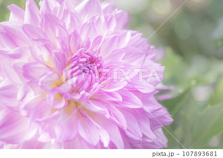 華やかに咲くダリア 107893681