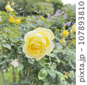 黄色い薔薇の花 107893810