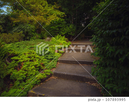 Japanese park in Vienna on a summer day. Zetagaya Park is small, quiet Japanese garden with cherry trees and fish pond, open to public from April to October. 107893995