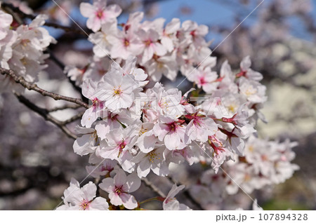 春の佐保川、満開の桜並木 春の佐保川、満開の桜並木 107894328