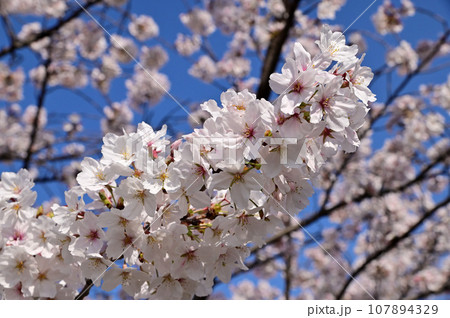 春の佐保川、満開の桜並木 107894329