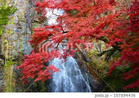 マイナスイオンに包まれて鮮やかさを増す紅葉ー四 107894436