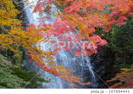 マイナスイオンに包まれて鮮やかさを増す紅葉 107894441