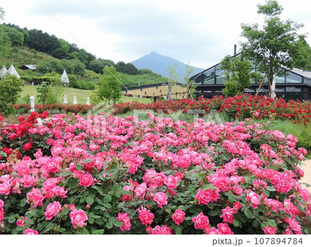 いばらきフラワーパーク 筑波山が見えるバラ風景 いばらきフラワーパーク 筑波山が見えるバラ風景 107894784