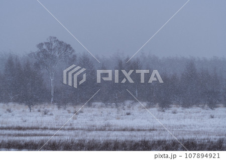 冬の小田代ヶ原 冬の小田代ヶ原 107894921